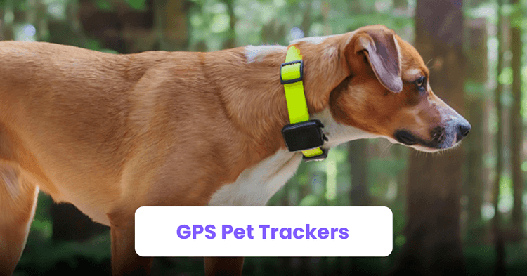 6. GPS Pet Trackers